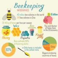 Infographics beekeeping Vector illustration