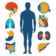 Flat design icons for medical theme Human anatomy huge collection N2