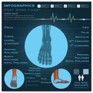 Foot Bone Infographic Infocharts Health And Medical N2