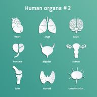 Vector set of paper cut-out icons with human organs