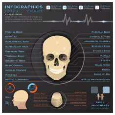 Skull Human Head Medical Infographic Infochart N2