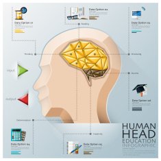 Human Head With Brain Three Dimension Polygon Education Infographic N2