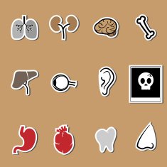 Organs vector health care set