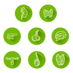 Endocrine System Icons