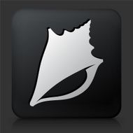 Black Square Button with Conch Shell