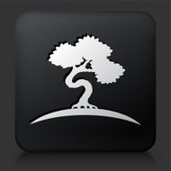 Black Square Button with Bonsai Tree N2