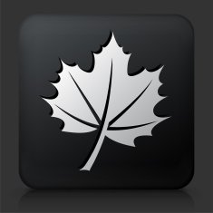 Black Square Button with Leaf Icon N19
