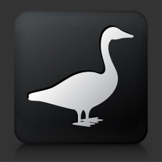 Black Square Button with Goose N2