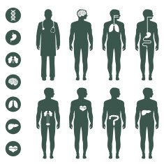 Human Body Anatomy N7