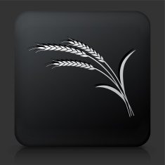 Black Square Button with Wheat Icon N4