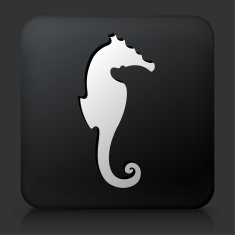 Black Square Button with Seahorse Icon