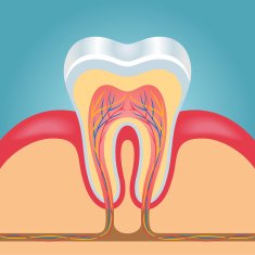 Vector layout of tooth illustration