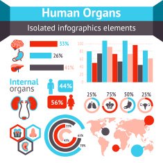 Human organs infographic N2