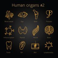 Set of otlines yellow icons with human organs