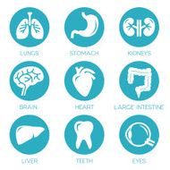 Human Organs N5