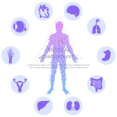 Medical background Human anatomy N6