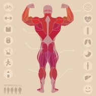 Human anatomy muscles back sports medical vector
