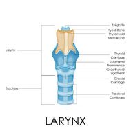 Diagram of Larynx N2