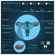 Vagina Infographic Infocharts Health And Medical N2