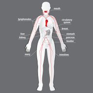 Human Anatomy N8