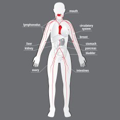 Human Anatomy N8