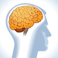 head of the person with a brain N2