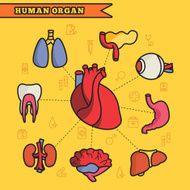 lines style human organs set icons concept vector illustration design N5