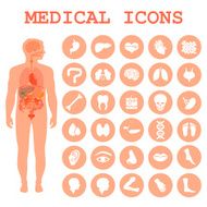 human organs body anatomy N2