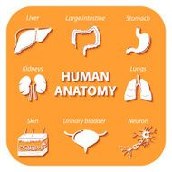 Set icons with shadow Human anatomy N2