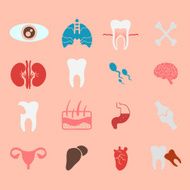 icons of internal human organs Flat design