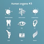 Set of papercut icons with human organs and systems