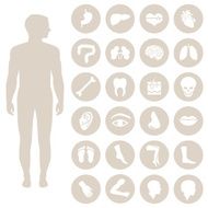 human body parts anatomy