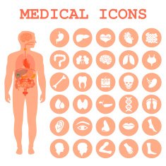 human organs body anatomy N2