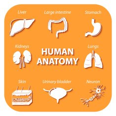Set icons with shadow Human anatomy N2
