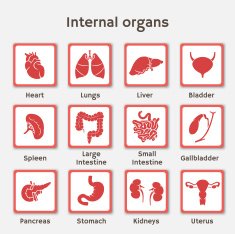Set of icons with human orangs for medicine infographic