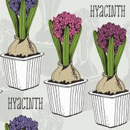 Hyacinth spring background