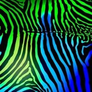 Zebra background N4