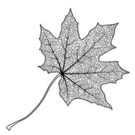 Maple Leaf N18