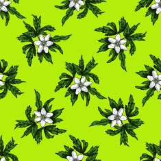 Seamless pattern with white flowers anemones