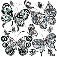butterfly set N6