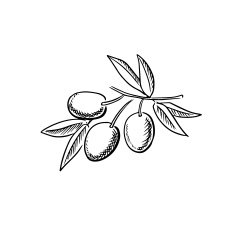 Hand drawn sketch of ripe olives