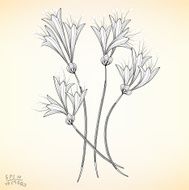 Floral Elements for design N2