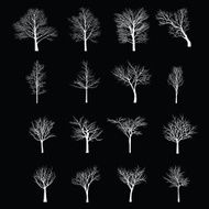 Trees with dead branch