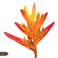 Heliconia colorful isolated flower on a white backgroud