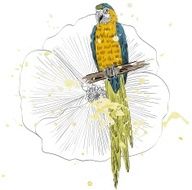Parrot N3