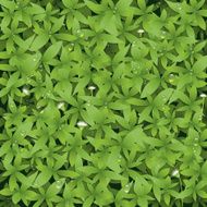 Seamless green leaves with little white flower background