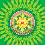 daisy flower
