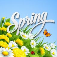 Fresh spring background with grass dandelions and daisies