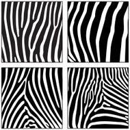 Four Zebra Skins (vector)