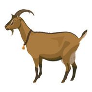 Brown goat side view isolated